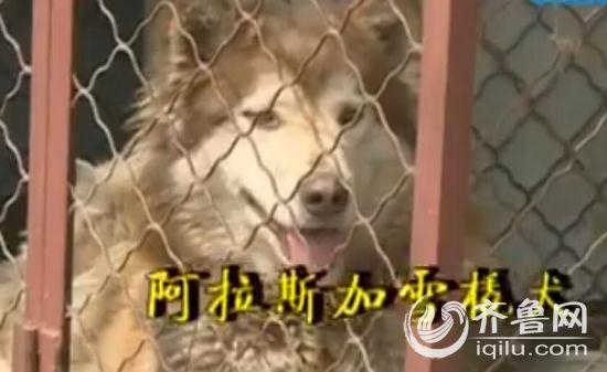 女子花4万多网购十只名犬 收到后瞬间傻眼