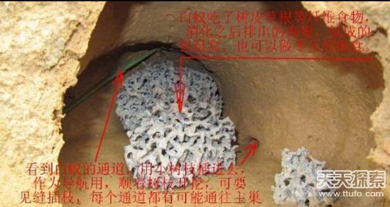 男子3天挖巨型蚁穴：活捉30年蚁后