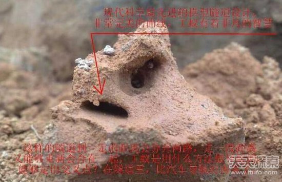 男子3天挖巨型蚁穴：活捉30年蚁后